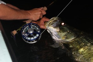 night tarpon fishing charter tampa