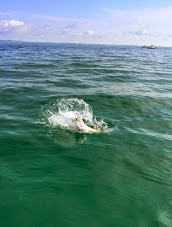 tampa bay tarpon fishing charter