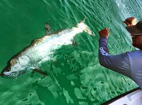 tampa tarpon fishing charter