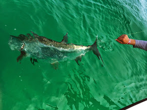 tampa tarpon fishing charter