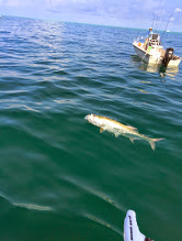 tarpon fishing charter tampa