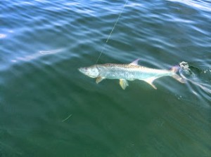 tampa bay tarpon fishing charter