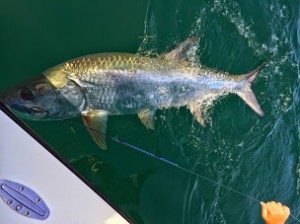 Tampa bay tarpon Fishing charter