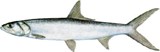 fishing charters tampa clearwater st.pete