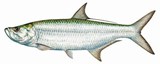 fishing charter tampa bay 