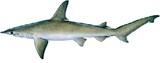 tampa clearwater st.pete fishing charters