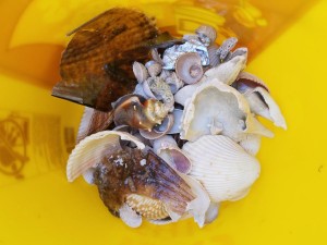 Shelling Tours Clearwater beach