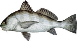 tampa fishing charter
