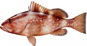 tampa fishing charter