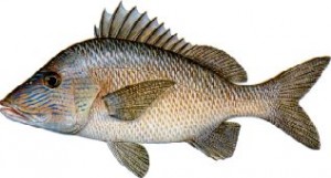 tampa fishing charter