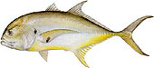 tampa fishing charter