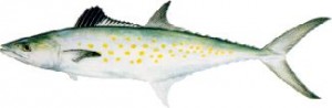 tampa fishing charter
