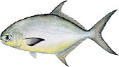 tampa fishing charter guide