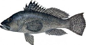 tampa fishing charter