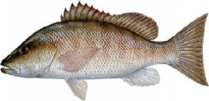 tampa fishing charter