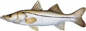 tampa fishing charter
